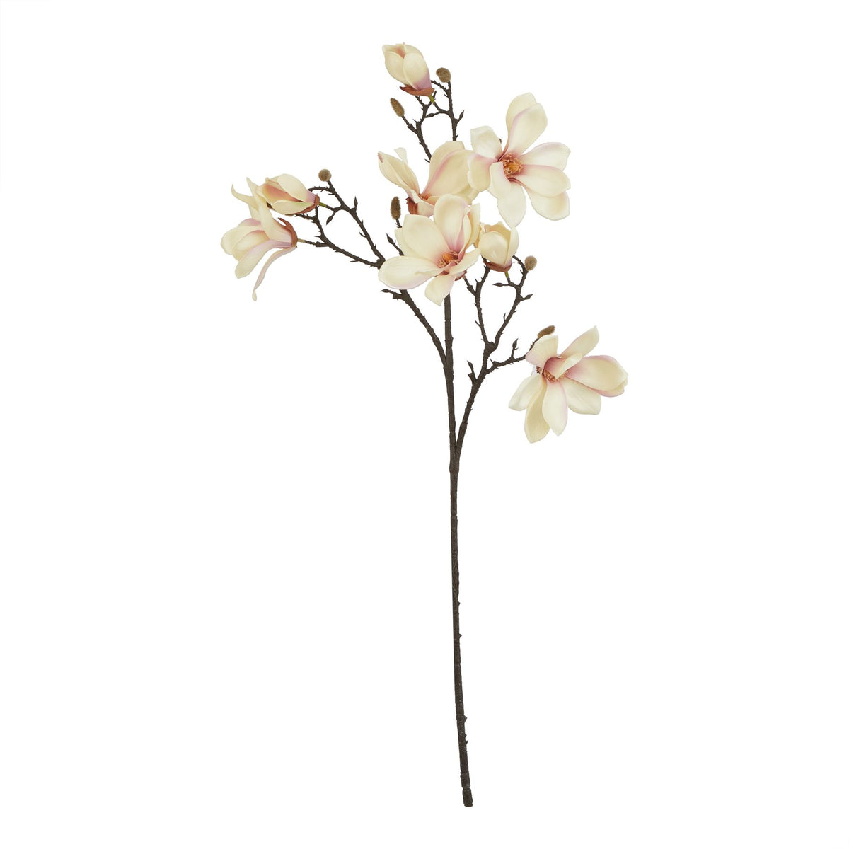 The Natural Garden Collection Pale Apricot Magnolia Stem by Hill Interiors