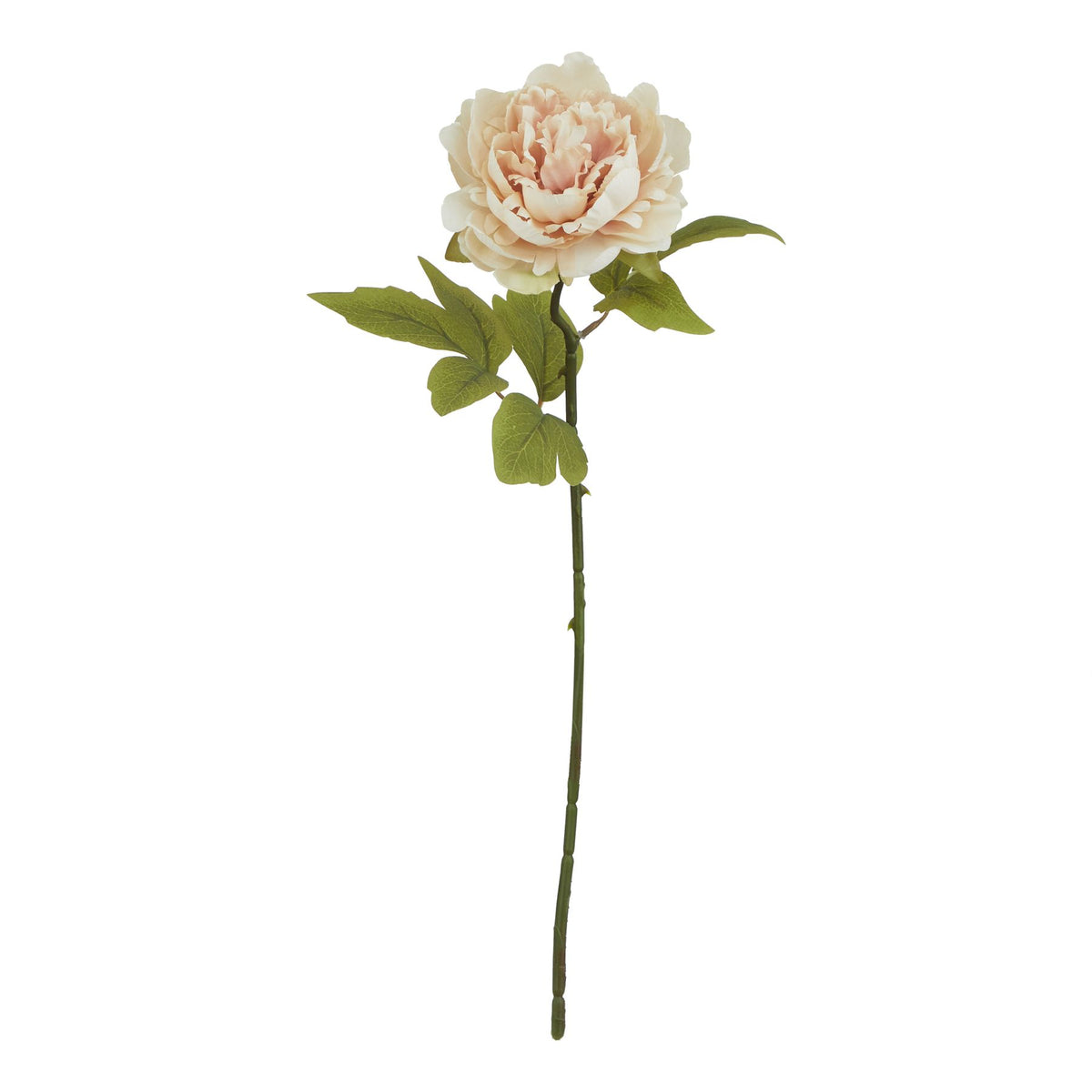 The Natural Garden Collection Blush Peony by Hill Interiors