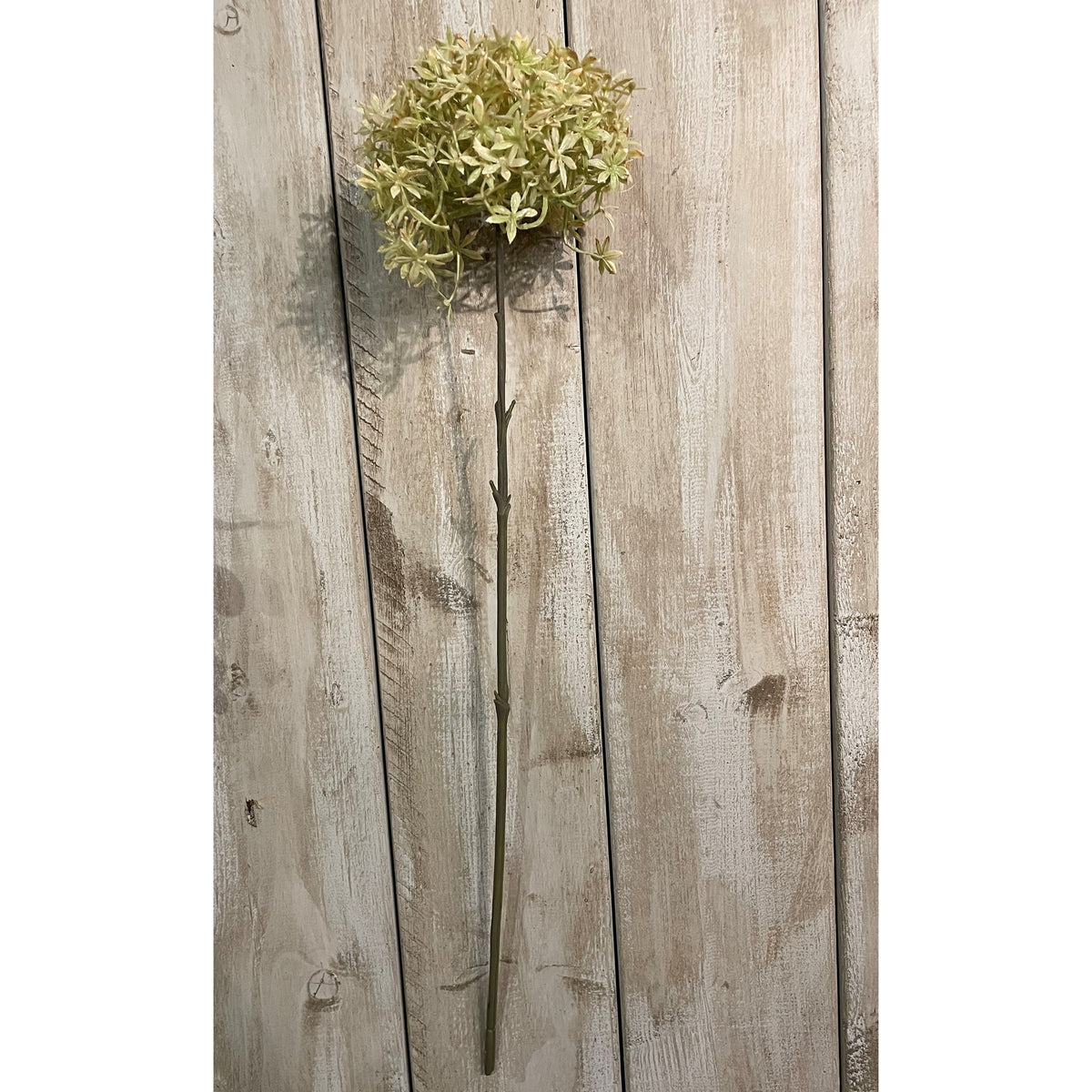 Green And Beige Allium by SEDERVA - image 2