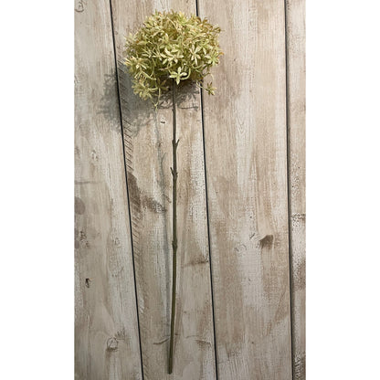 Green And Beige Allium by SEDERVA - image 2