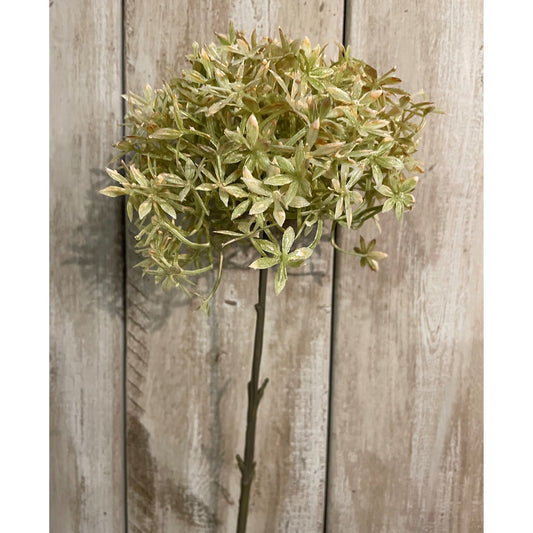 Green And Beige Allium by Hill Interiors