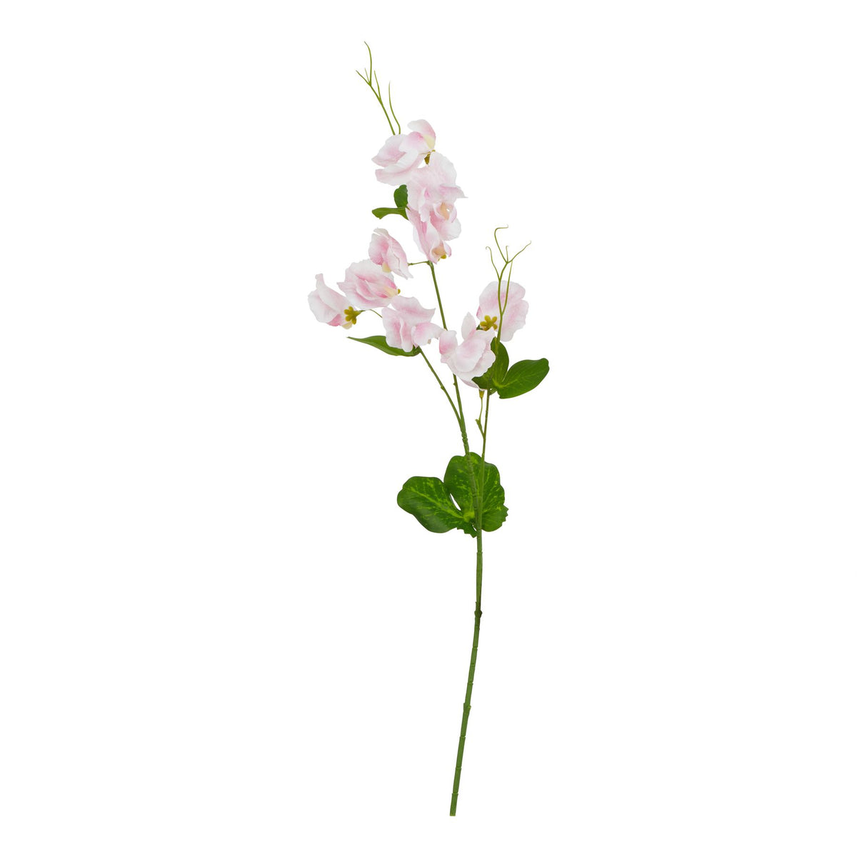 The Natural Garden Collection Pale Pink Sweetpea Stem by Hill Interiors