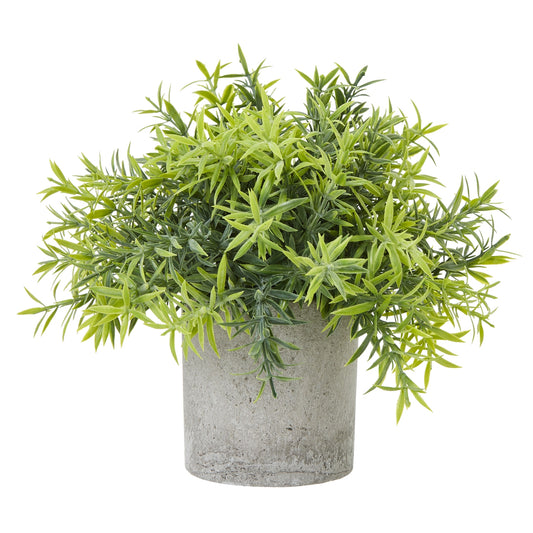Small Bamboo Plant In Grey Pot by Hill Interiors