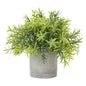 Small Bamboo Plant In Grey Pot by Hill Interiors