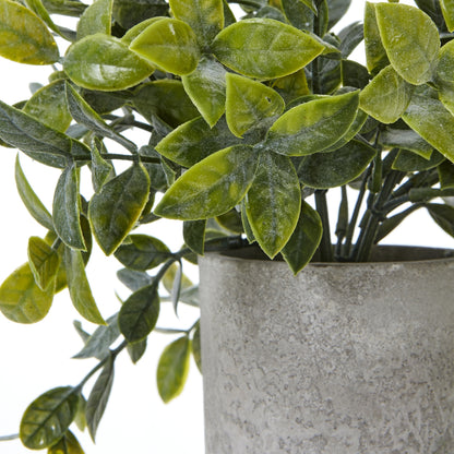 Small Box Plant In Grey Pot by Hill Interiors - image 2