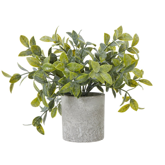 Small Box Plant In Grey Pot by Hill Interiors