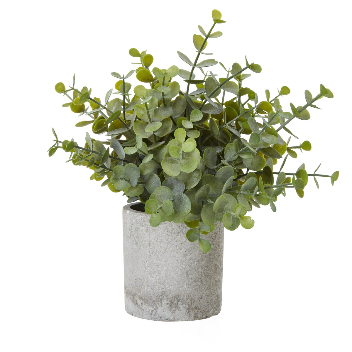 Small Button Eucalyptus Plant In Grey Pot by Hill Interiors