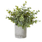 Small Button Eucalyptus Plant In Grey Pot by Hill Interiors