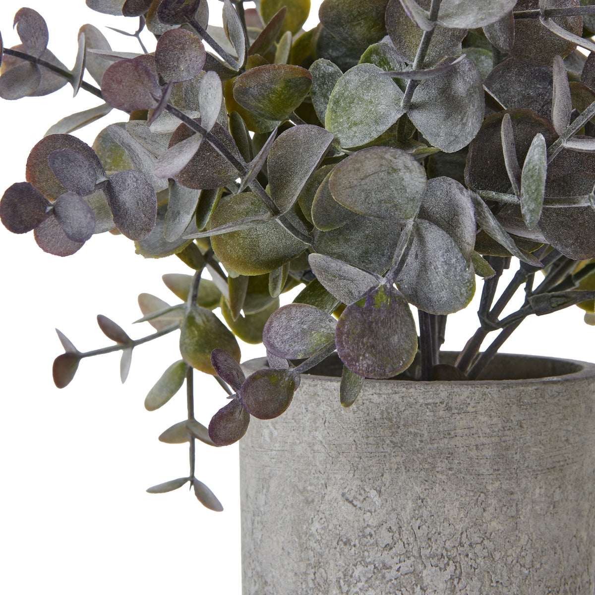 Small Eucalyptus Cinerea Plant In Grey Pot by Hill Interiors - image 2