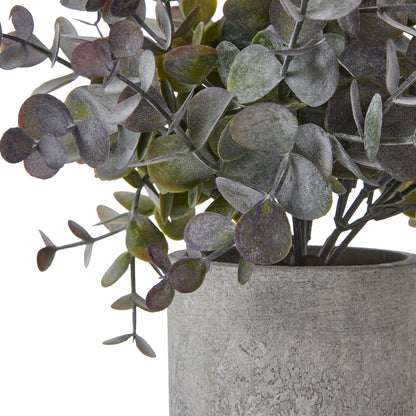 Small Eucalyptus Cinerea Plant In Grey Pot by Hill Interiors - image 2