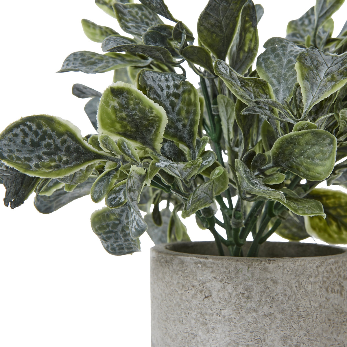 Small Giana Eucalyptus Plant In Grey Pot by Hill Interiors - image 2