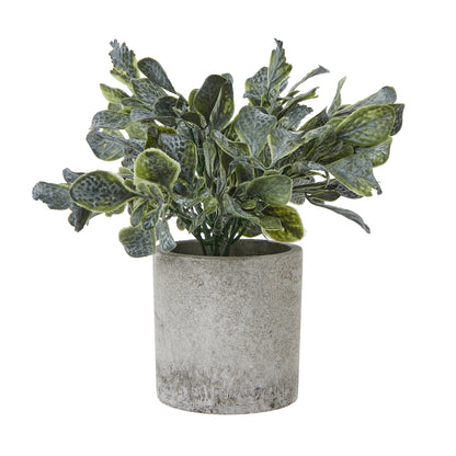 Small Giana Eucalyptus Plant In Grey Pot by Hill Interiors