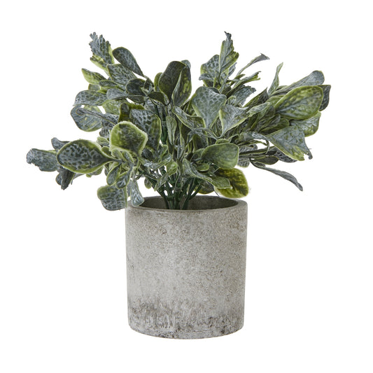 Small Giana Eucalyptus Plant In Grey Pot by Hill Interiors