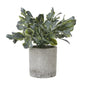 Small Giana Eucalyptus Plant In Grey Pot by Hill Interiors