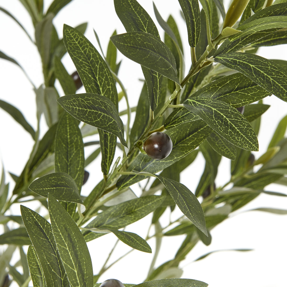 Apulia Olive Tree In White Pot 180Cm by Hill Interiors - image 2