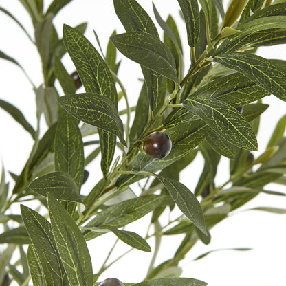Apulia Olive Tree In White Pot 180Cm by Hill Interiors - image 2