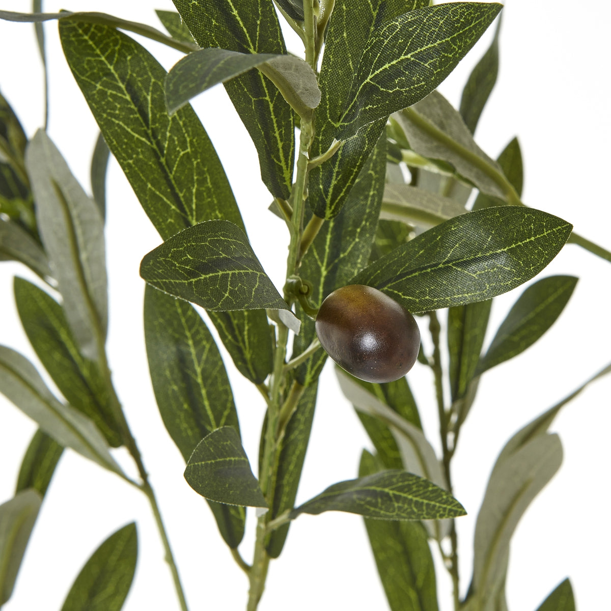 Apulia Olive Tree In White Pot 180Cm by Hill Interiors - image 3