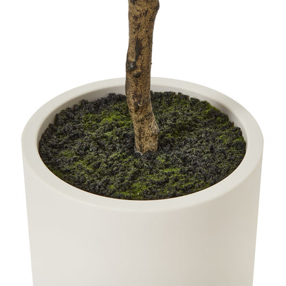Apulia Olive Tree In White Pot 180Cm by Hill Interiors - image 4