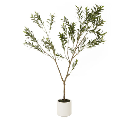 Apulia Olive Tree In White Pot 180Cm by Hill Interiors
