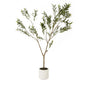 Apulia Olive Tree In White Pot 180Cm by Hill Interiors
