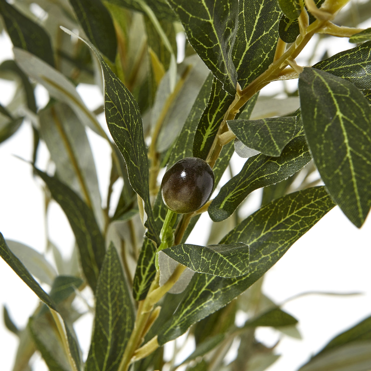 Apulia Olive Tree In White Pot 210Cm by Hill Interiors - image 2
