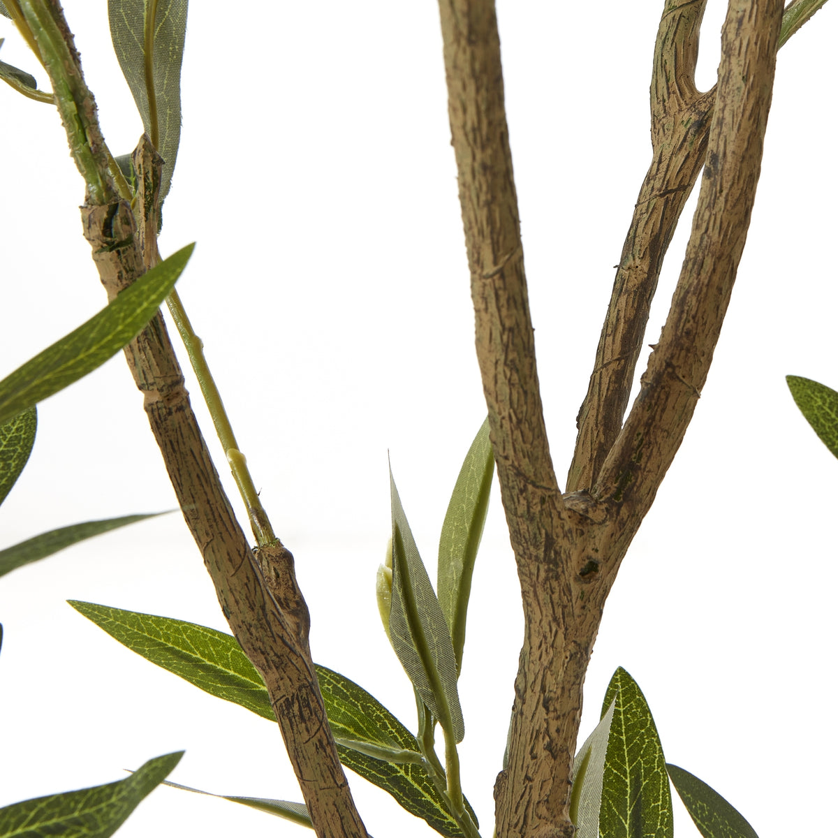 Apulia Olive Tree In White Pot 210Cm by Hill Interiors - image 3