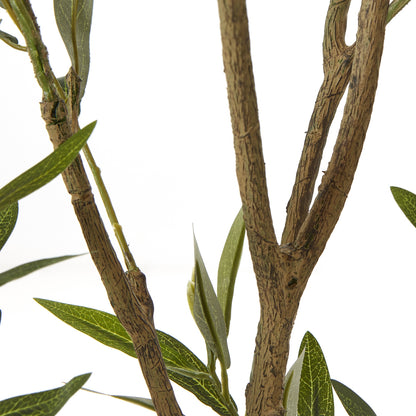 Apulia Olive Tree In White Pot 210Cm by Hill Interiors - image 3