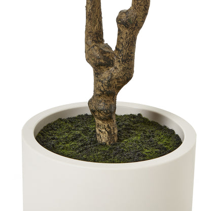 Apulia Olive Tree In White Pot 210Cm by Hill Interiors - image 4