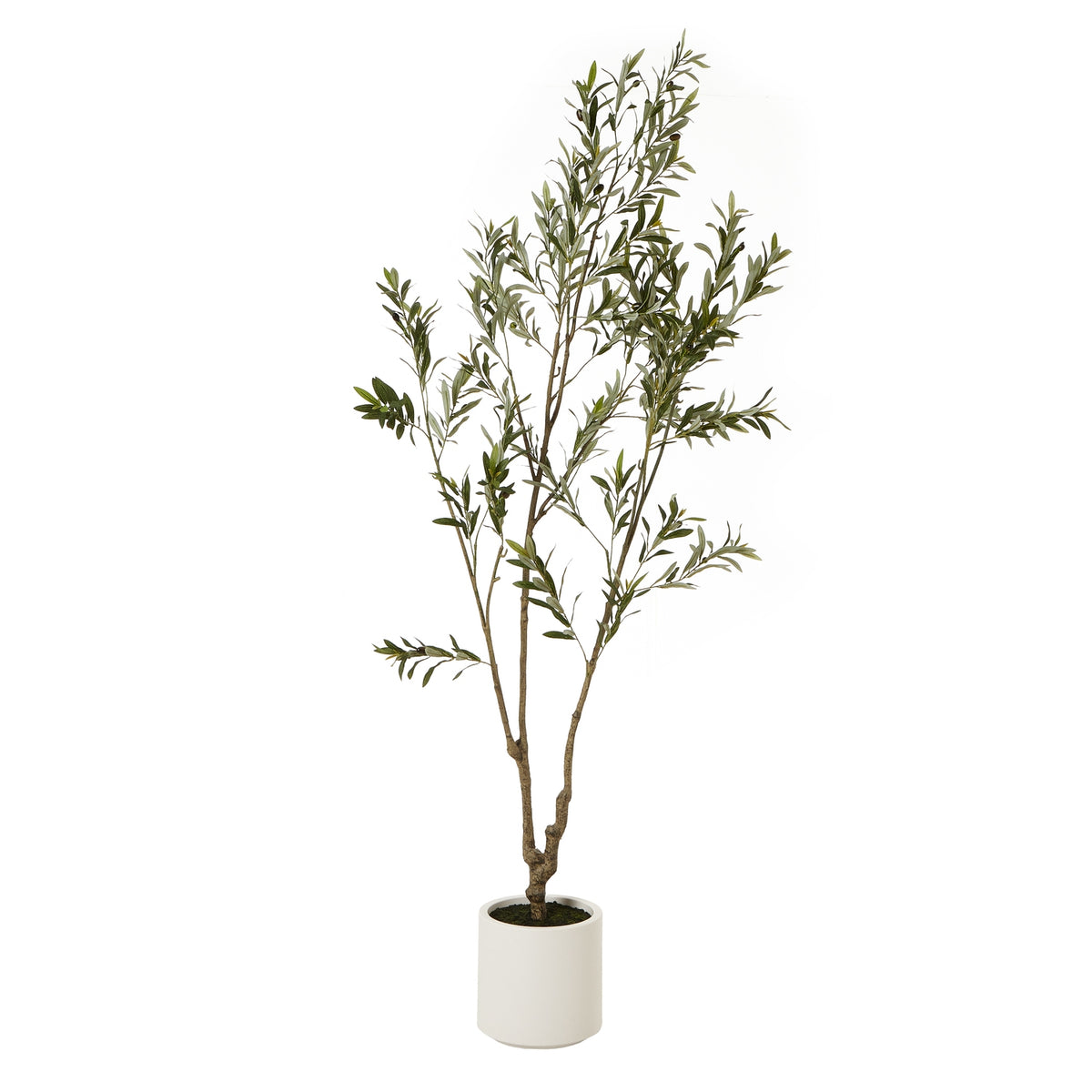 Apulia Olive Tree In White Pot 210Cm by Hill Interiors