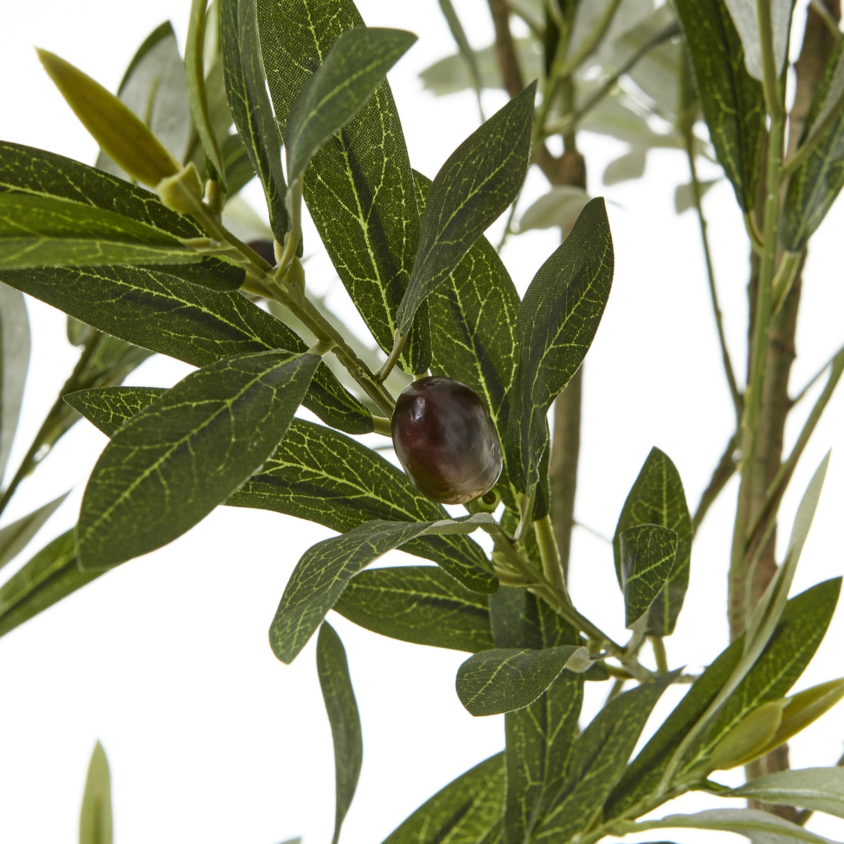 Apulia Olive Tree In White Pot 200Cm by Hill Interiors - image 2