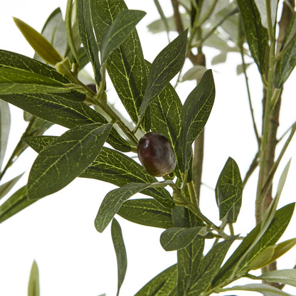 Apulia Olive Tree In White Pot 200Cm by Hill Interiors - image 2