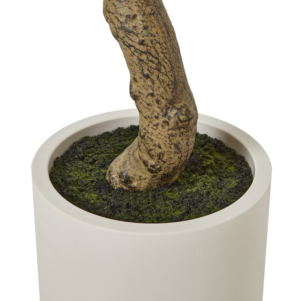 Apulia Olive Tree In White Pot 200Cm by Hill Interiors - image 4