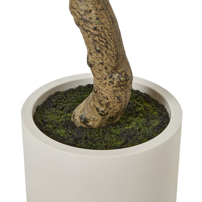 Apulia Olive Tree In White Pot 200Cm by Hill Interiors - image 4