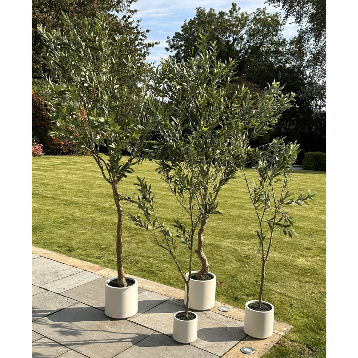 Apulia Olive Tree In White Pot 200Cm by Hill Interiors - image 5