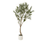 Apulia Olive Tree In White Pot 200Cm by Hill Interiors