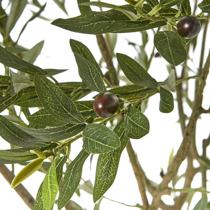 Apulia Olive Tree In White Pot 240Cm by Hill Interiors - image 2