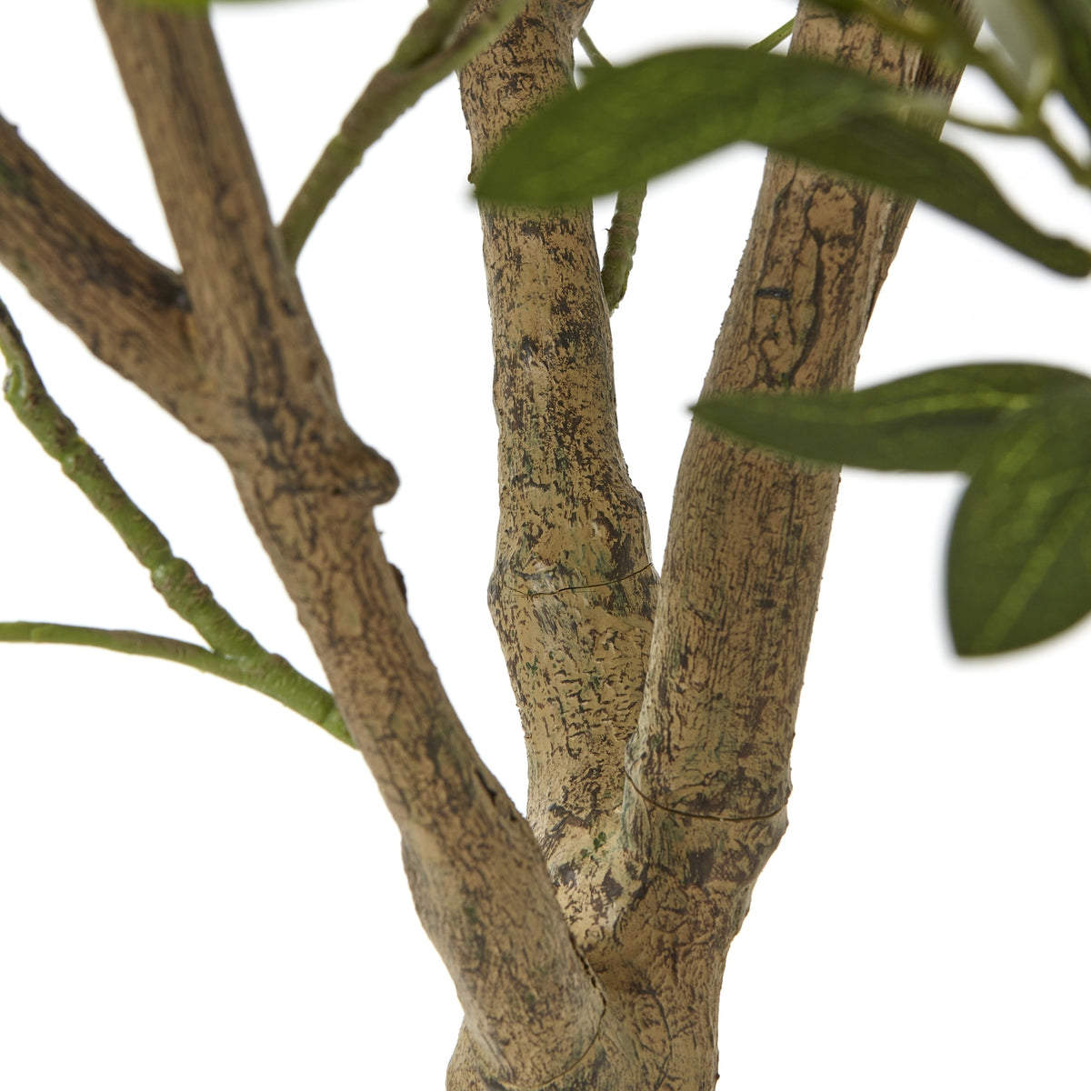 Apulia Olive Tree In White Pot 240Cm by Hill Interiors - image 3