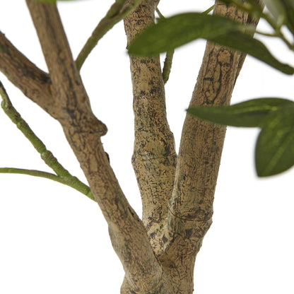 Apulia Olive Tree In White Pot 240Cm by Hill Interiors - image 3