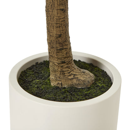 Apulia Olive Tree In White Pot 240Cm by Hill Interiors - image 4