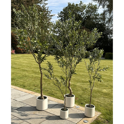 Apulia Olive Tree In White Pot 240Cm by Hill Interiors - image 5