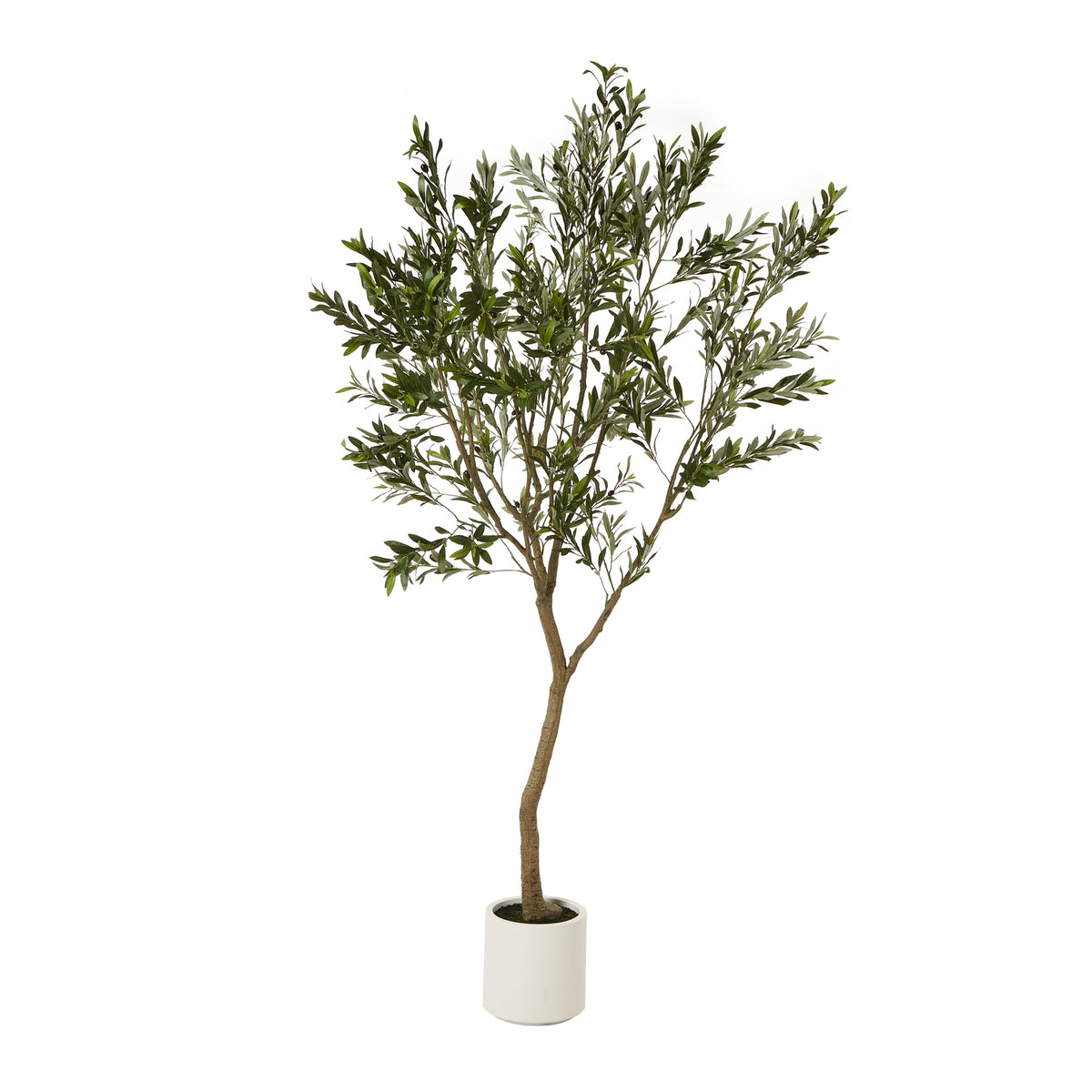 Apulia Olive Tree In White Pot 240Cm by Hill Interiors
