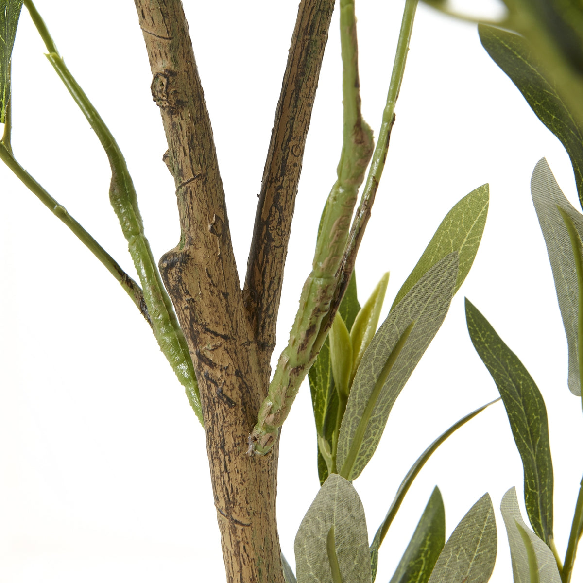 Apulia Olive Tree In White Pot 150Cm by Hill Interiors - image 3