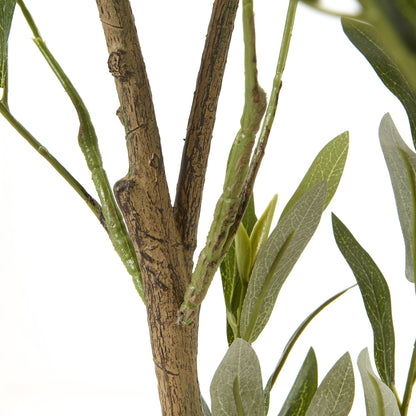 Apulia Olive Tree In White Pot 150Cm by Hill Interiors - image 3