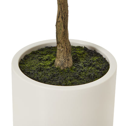 Apulia Olive Tree In White Pot 150Cm by Hill Interiors - image 4