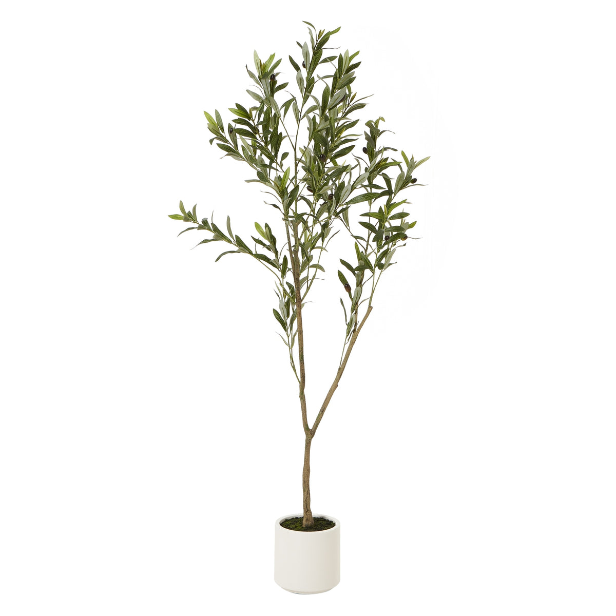 Apulia Olive Tree In White Pot 150Cm by Hill Interiors