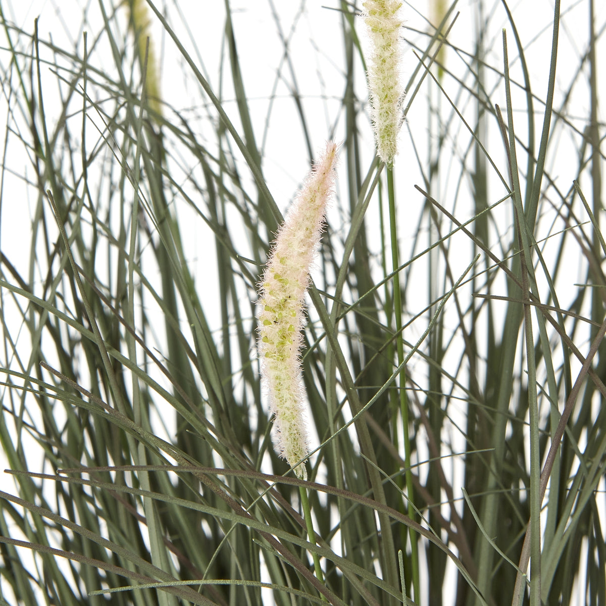 Fountain Grass Plant In Pot by Hill Interiors - image 2