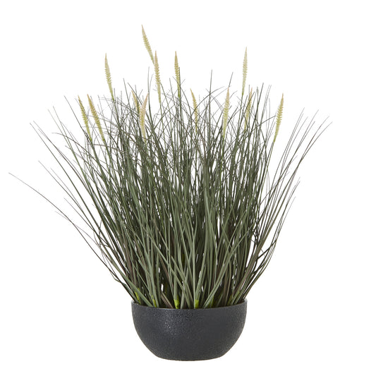 Fountain Grass Plant In Pot by Hill Interiors