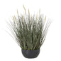 Fountain Grass Plant In Pot by Hill Interiors