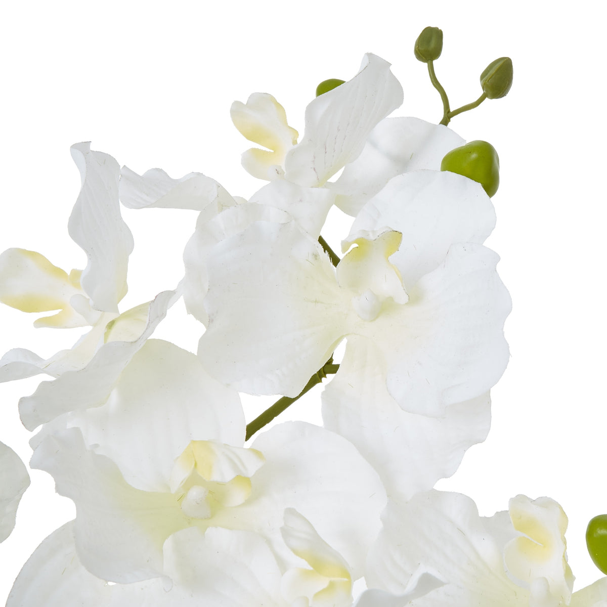 White Vanda Orchid Plant In Ceramic Pot by Hill Interiors - image 2