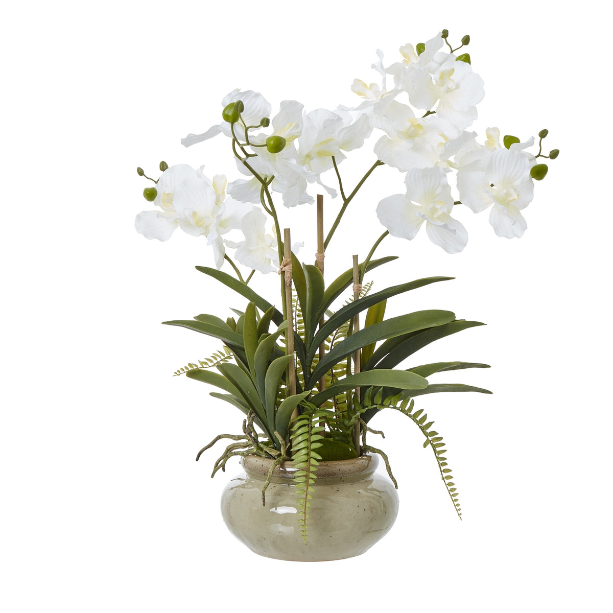 White Vanda Orchid Plant In Ceramic Pot by Hill Interiors